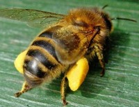 Honeybee-Worker-Full-Pollen-Baskets