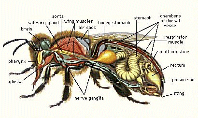 How Do Bees Make Honey And Why Do They Sting?